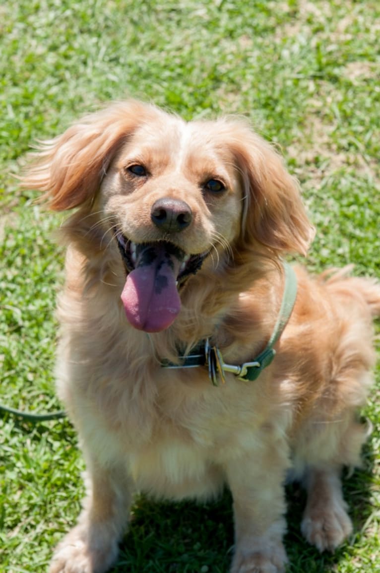 Cocker spaniel rat terrier mix store