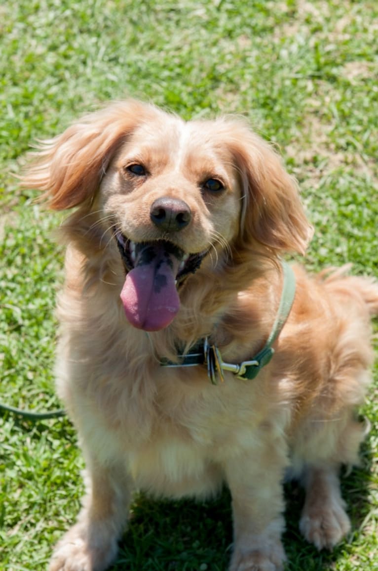 Muppy, a Cocker Spaniel and Rat Terrier mix tested with EmbarkVet.com