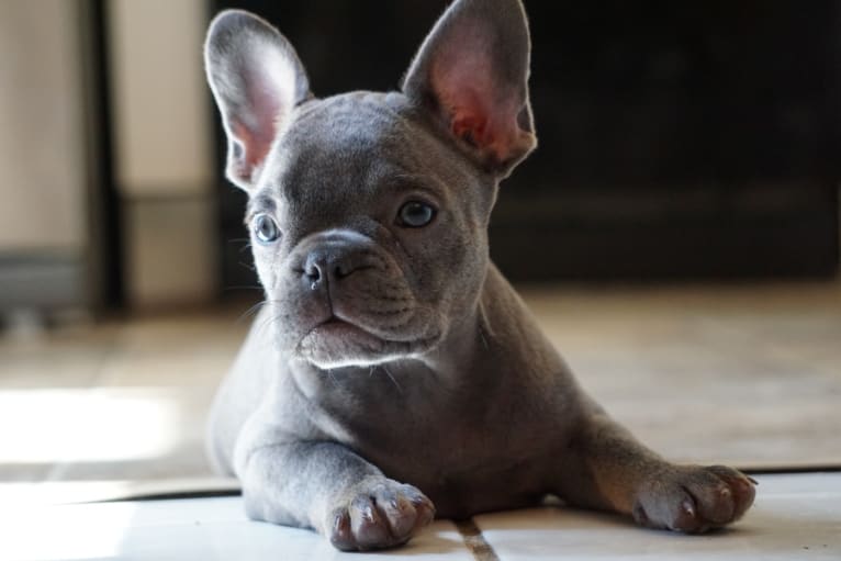 Zara, a French Bulldog tested with EmbarkVet.com
