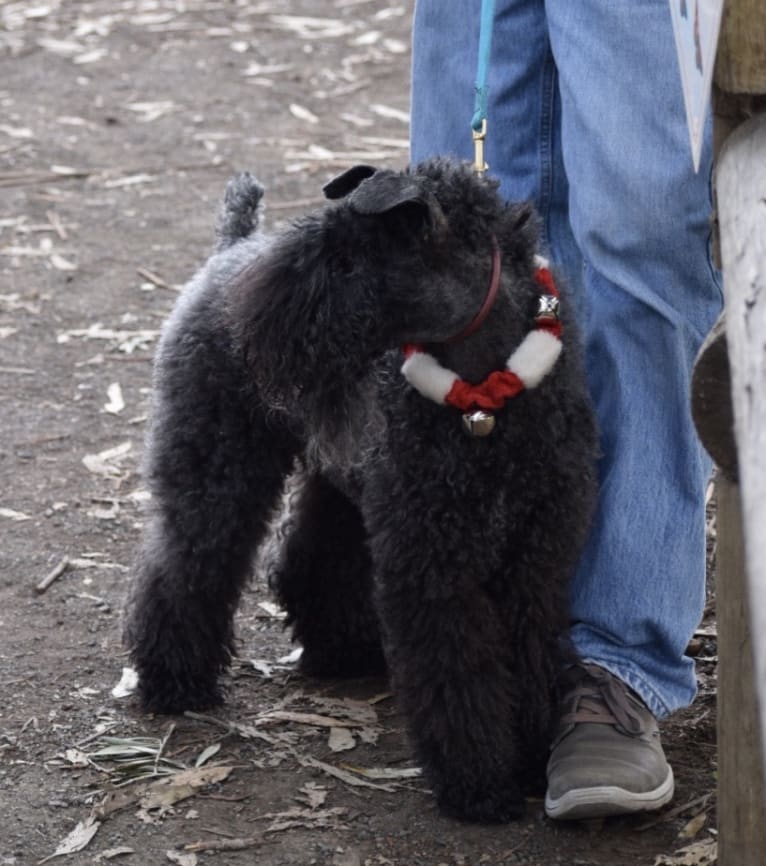 Izabela, a Kerry Blue Terrier tested with EmbarkVet.com