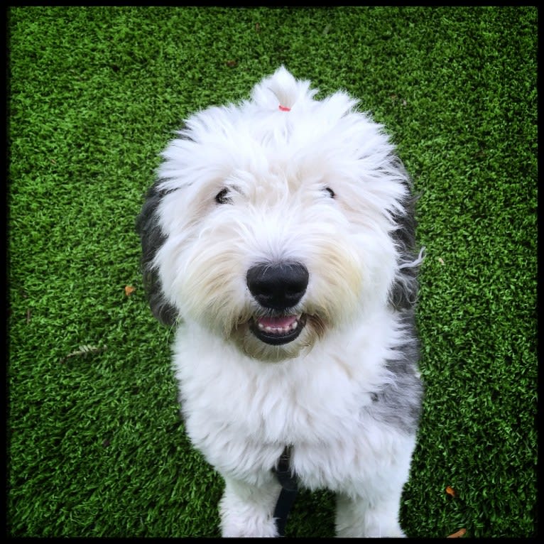 Winston, an Old English Sheepdog tested with EmbarkVet.com