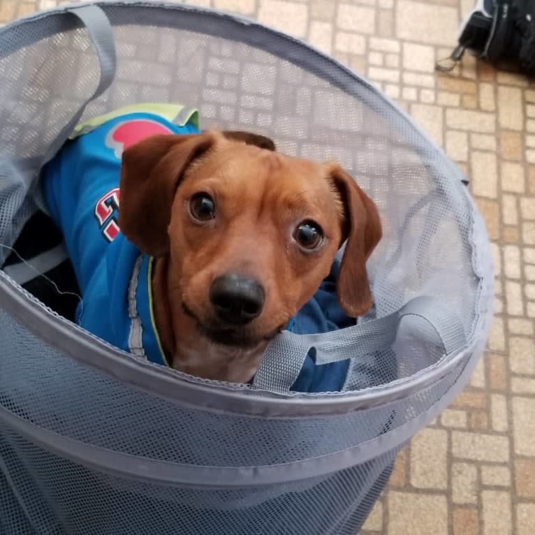 Scooby, a Dachshund and Chihuahua mix tested with EmbarkVet.com