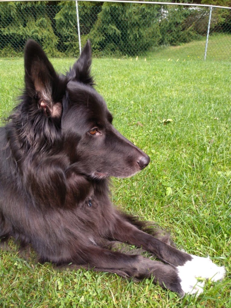 Kelly, a Border Collie and Canadian Eskimo Dog mix tested with EmbarkVet.com