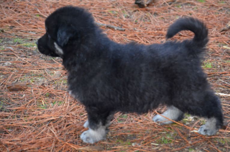 Baloo, a German Shepherd Dog and Alaskan Malamute mix tested with EmbarkVet.com