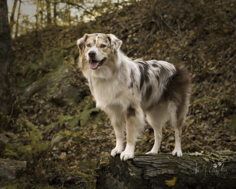 Neville, an Australian Shepherd tested with EmbarkVet.com