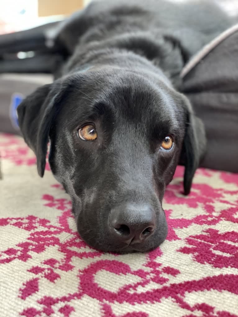 Lancelot, a Labrador Retriever and Chow Chow mix tested with EmbarkVet.com