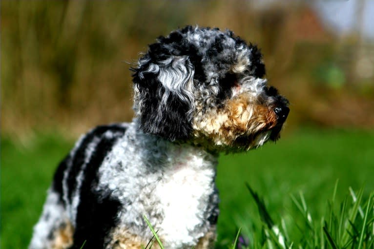 Odin, a Poodle (Small) tested with EmbarkVet.com