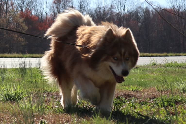 Sokka, a Siberian Husky tested with EmbarkVet.com