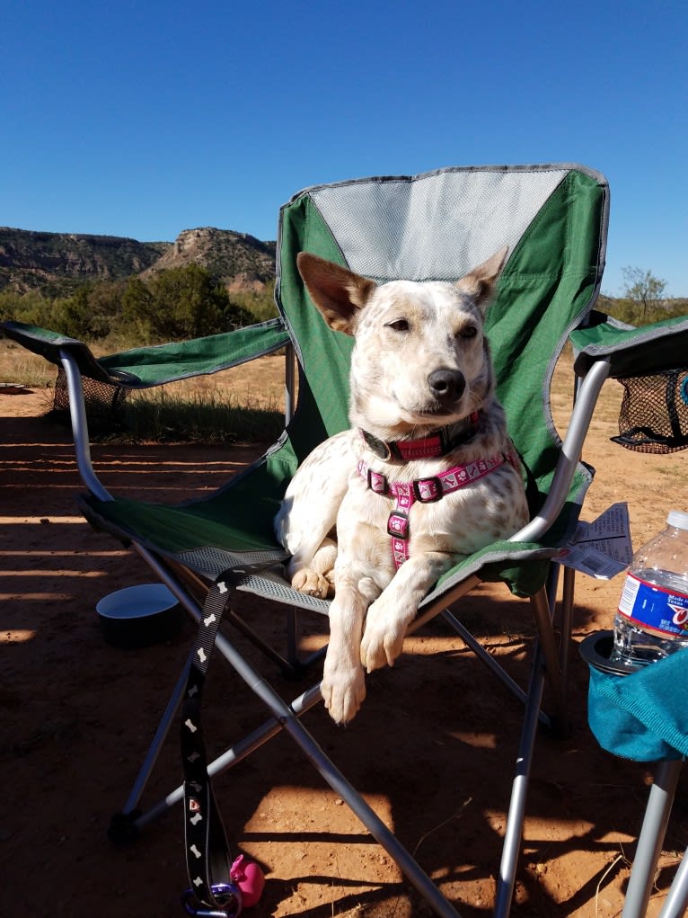 Bella, an Australian Cattle Dog and Catahoula Leopard Dog mix tested with EmbarkVet.com