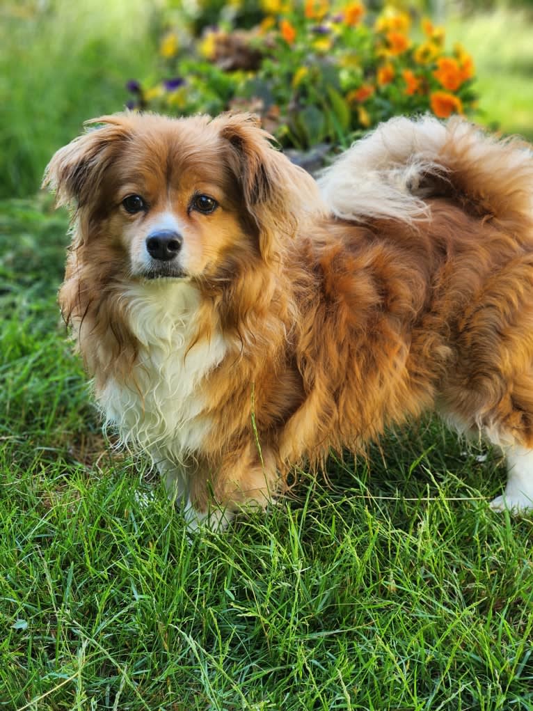 Choo Choo, a Chihuahua and Shih Tzu mix tested with EmbarkVet.com