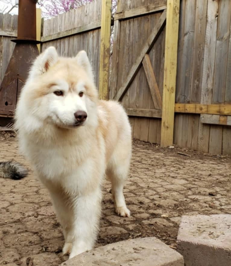 Zaida, a Siberian Husky tested with EmbarkVet.com