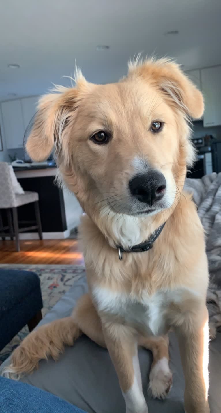 Walter, an Australian Cattle Dog and Siberian Husky mix tested with EmbarkVet.com