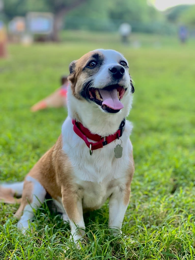 Ocho, a Chihuahua and Russell-type Terrier mix tested with EmbarkVet.com