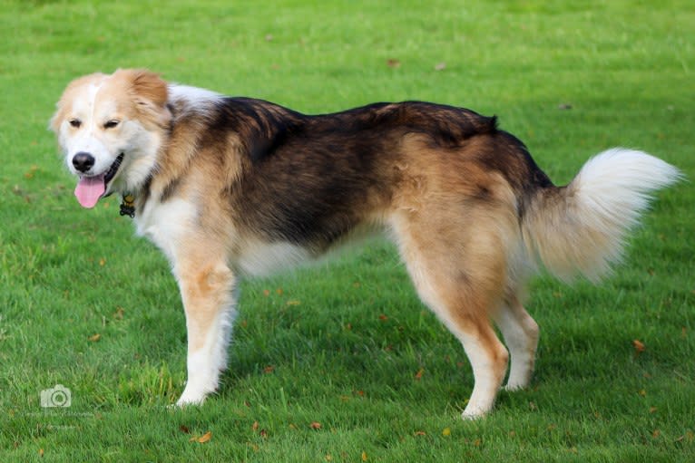 Buckley, a Siberian Husky and Labrador Retriever mix tested with EmbarkVet.com