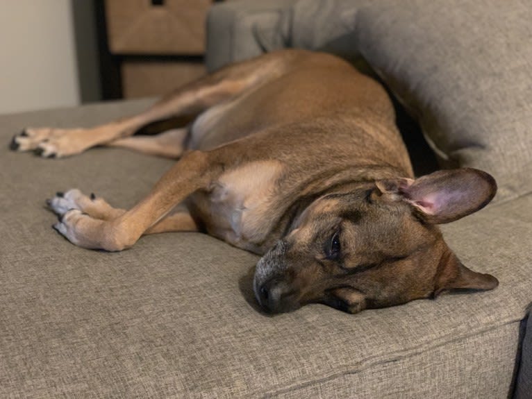 Rico, an American Village Dog tested with EmbarkVet.com