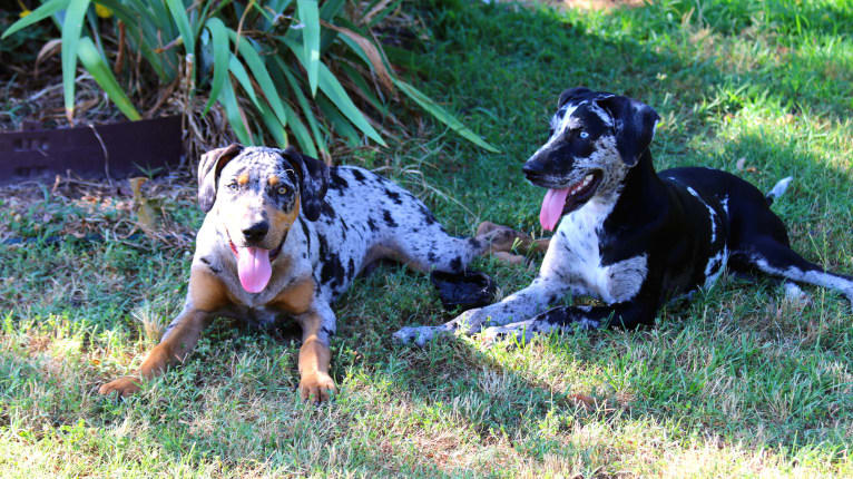 Delphine, a Catahoula Leopard Dog tested with EmbarkVet.com