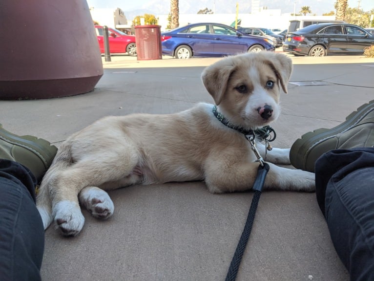 Archie, an Australian Shepherd and Jindo mix tested with EmbarkVet.com