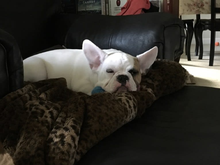 Mon Matisse, a French Bulldog tested with EmbarkVet.com