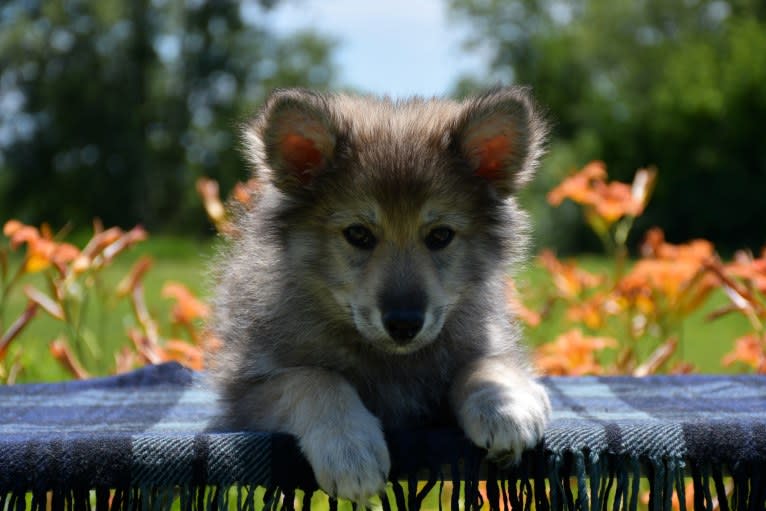 Draco, a Czechoslovakian Vlcak and German Shepherd Dog mix tested with EmbarkVet.com