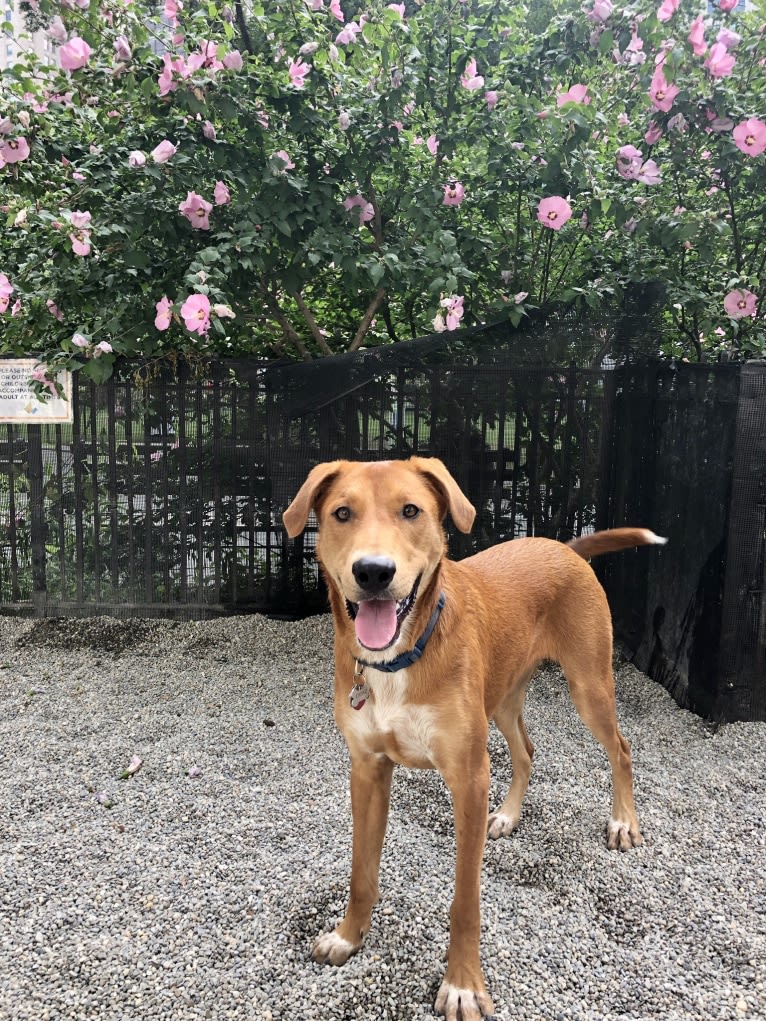 Cooper Lane, a German Shepherd Dog and Labrador Retriever mix tested with EmbarkVet.com