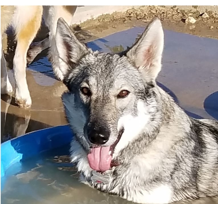 River, a German Shepherd Dog and Siberian Husky mix tested with EmbarkVet.com