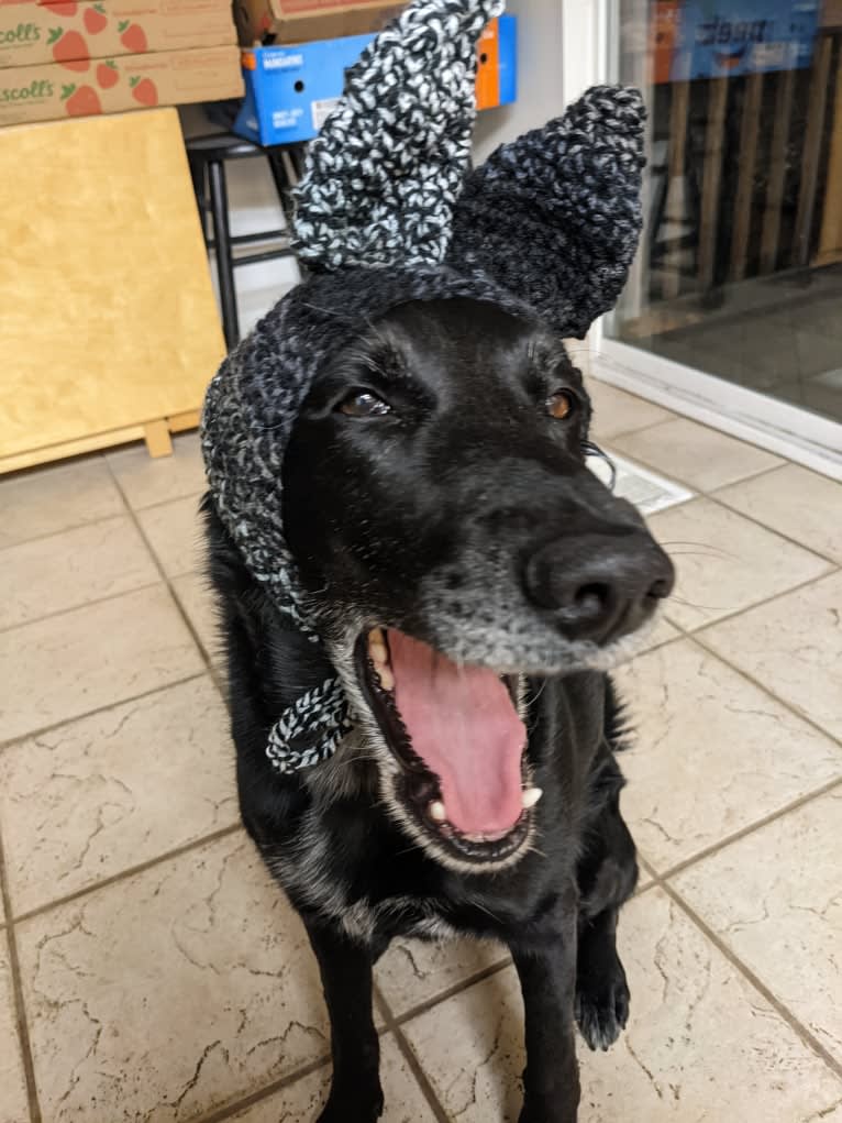 Skye, a Golden Retriever and Australian Cattle Dog mix tested with EmbarkVet.com