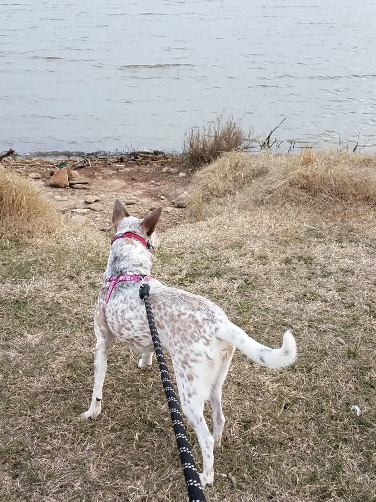 Bella, an Australian Cattle Dog and Catahoula Leopard Dog mix tested with EmbarkVet.com