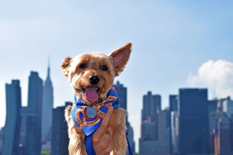 Bobbin Ray, a Yorkshire Terrier tested with EmbarkVet.com