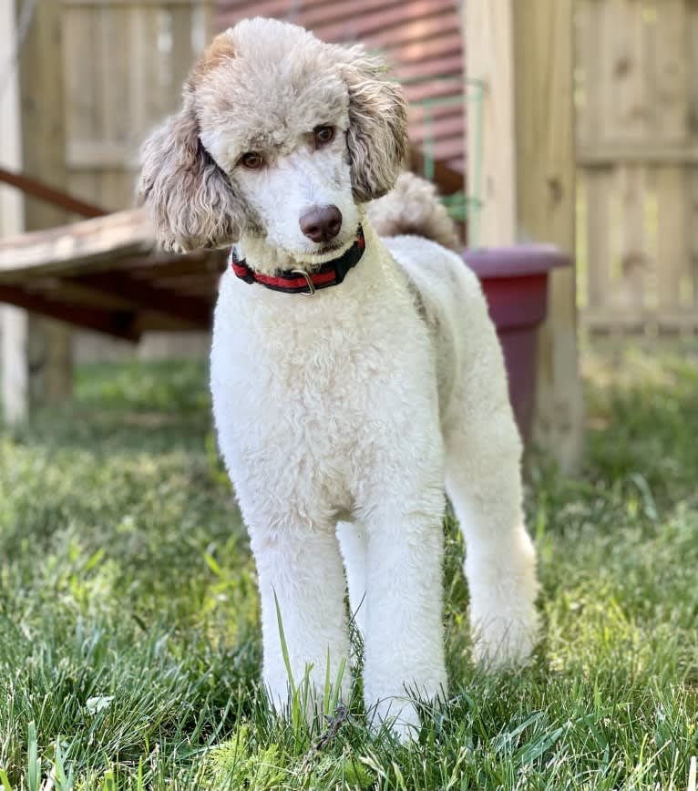 Jasper, a Poodle tested with EmbarkVet.com