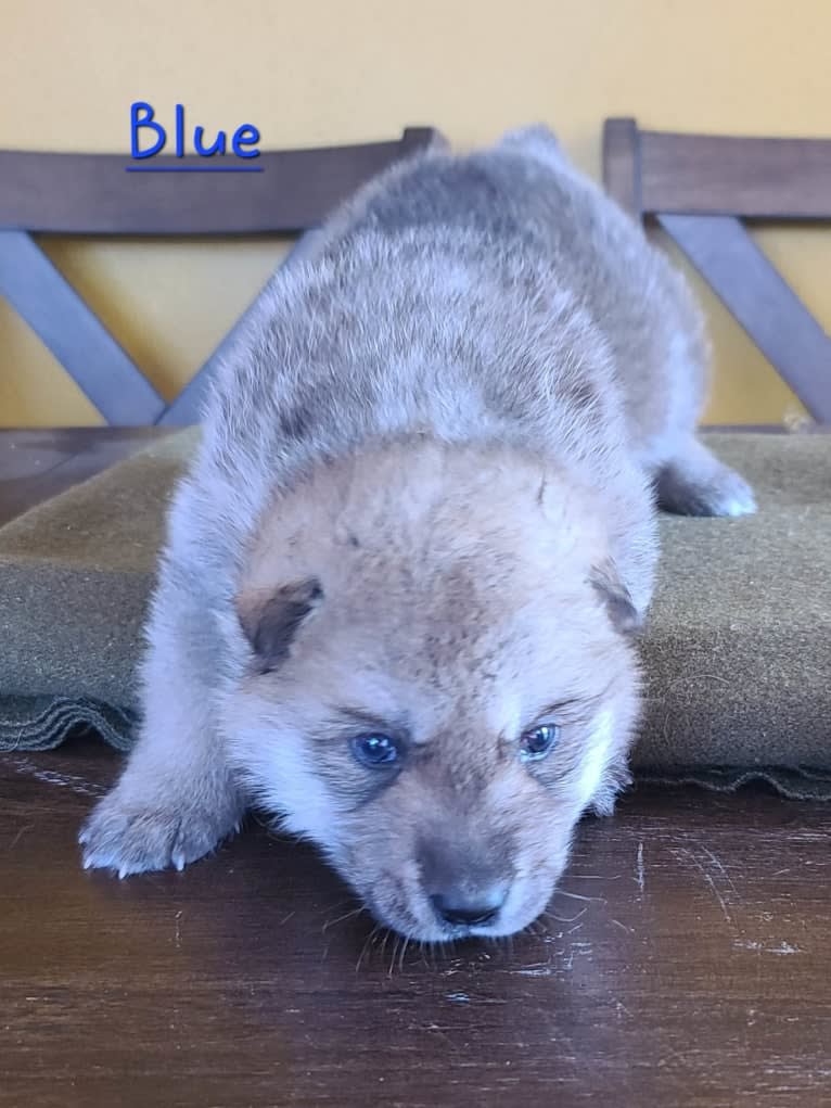 Valefor a dog tested with EmbarkVet.com