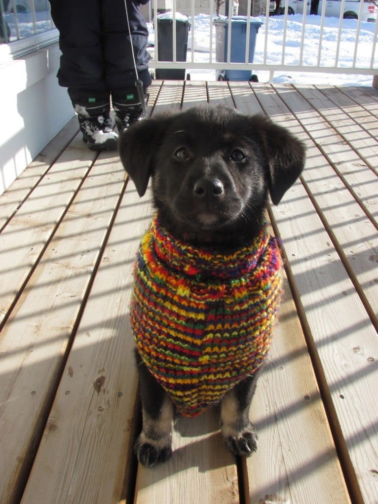 Freya, a Labrador Retriever and German Shepherd Dog mix tested with EmbarkVet.com