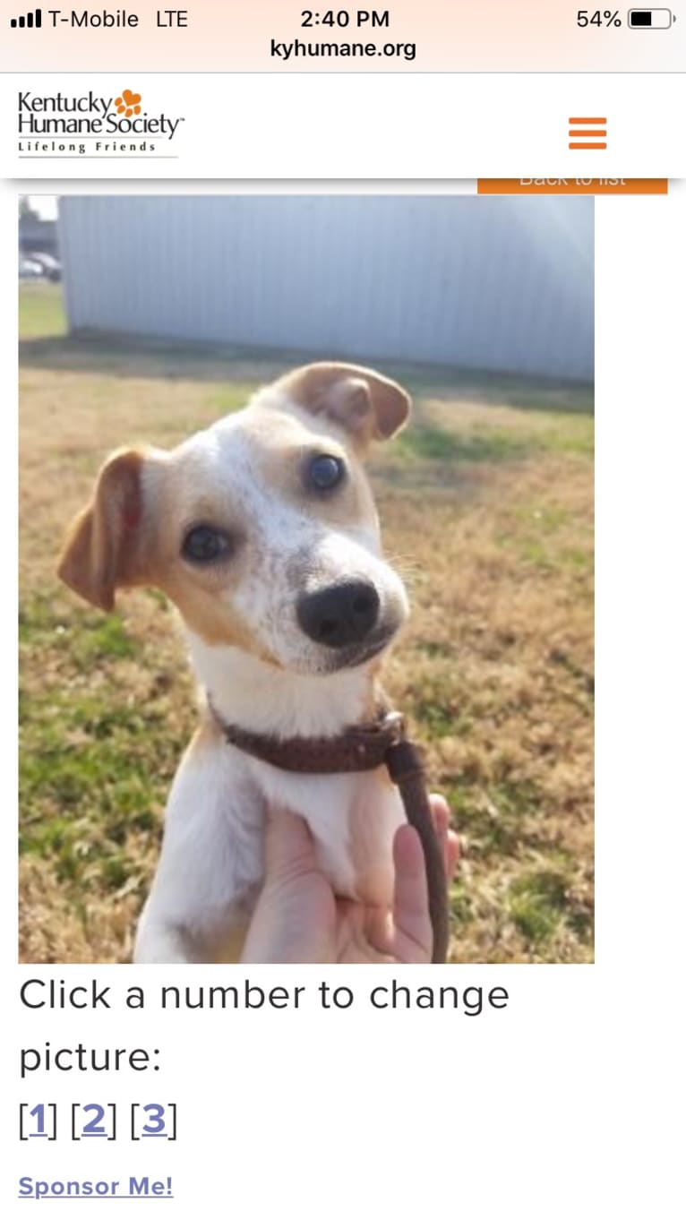 Jackie, a Chihuahua and Great Pyrenees mix tested with EmbarkVet.com