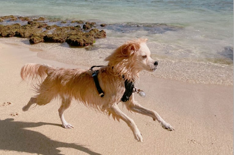 Arthur, a Poodle (Small) and Shih Tzu mix tested with EmbarkVet.com