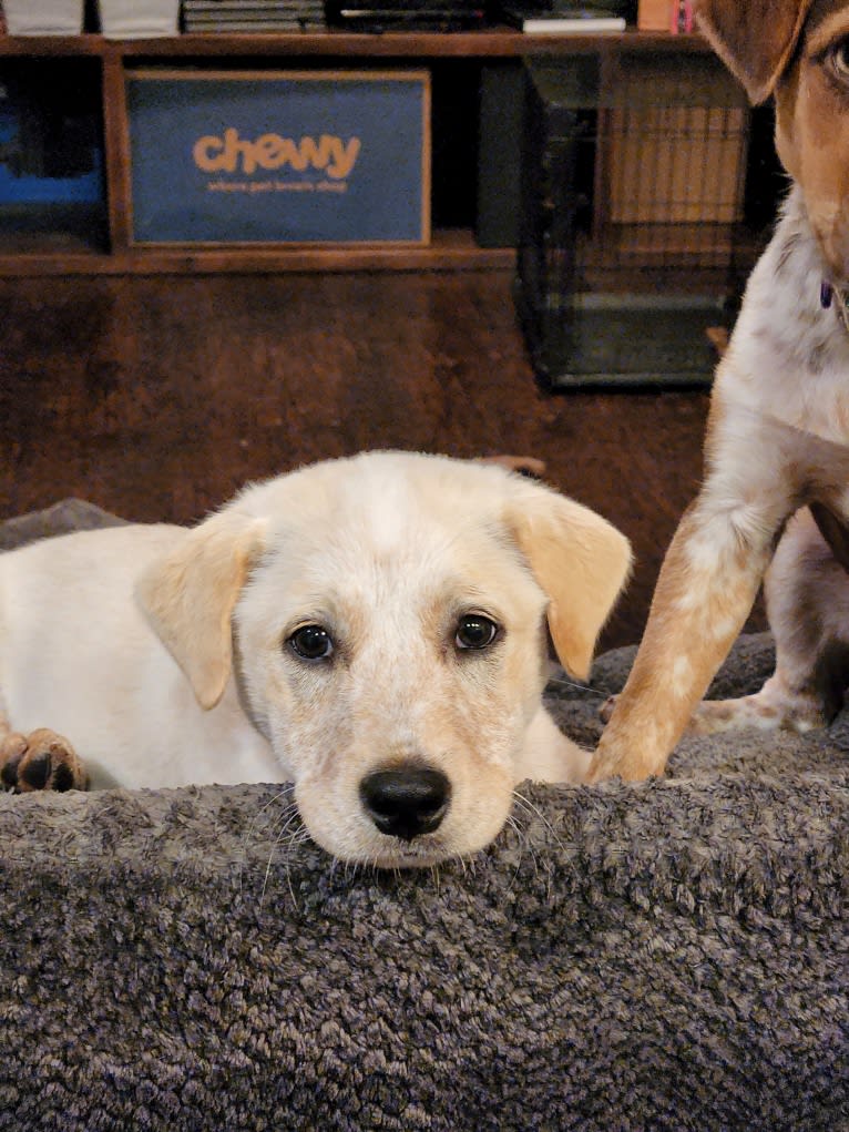 Luigi, an Australian Cattle Dog and Chihuahua mix tested with EmbarkVet.com