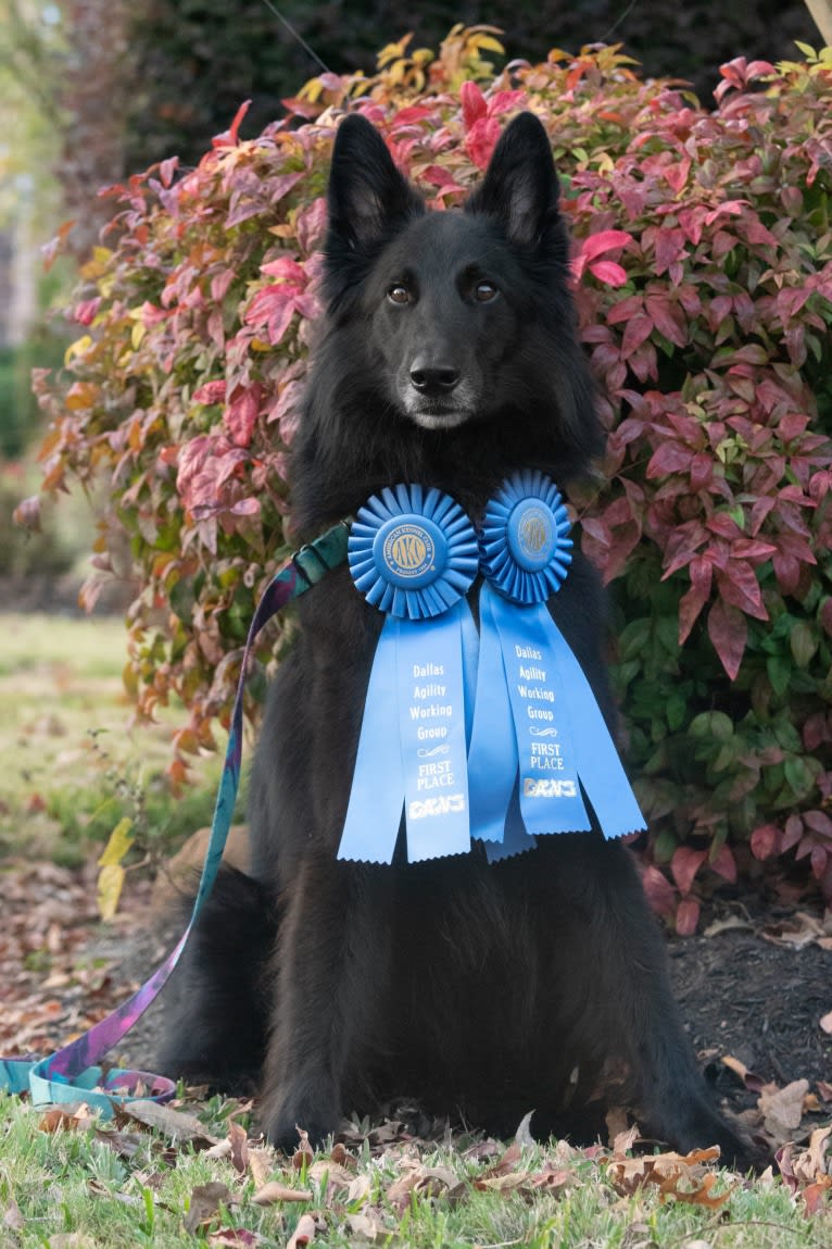 Spitfire's Quizzical Quest "Finch", a Belgian Shepherd tested with EmbarkVet.com