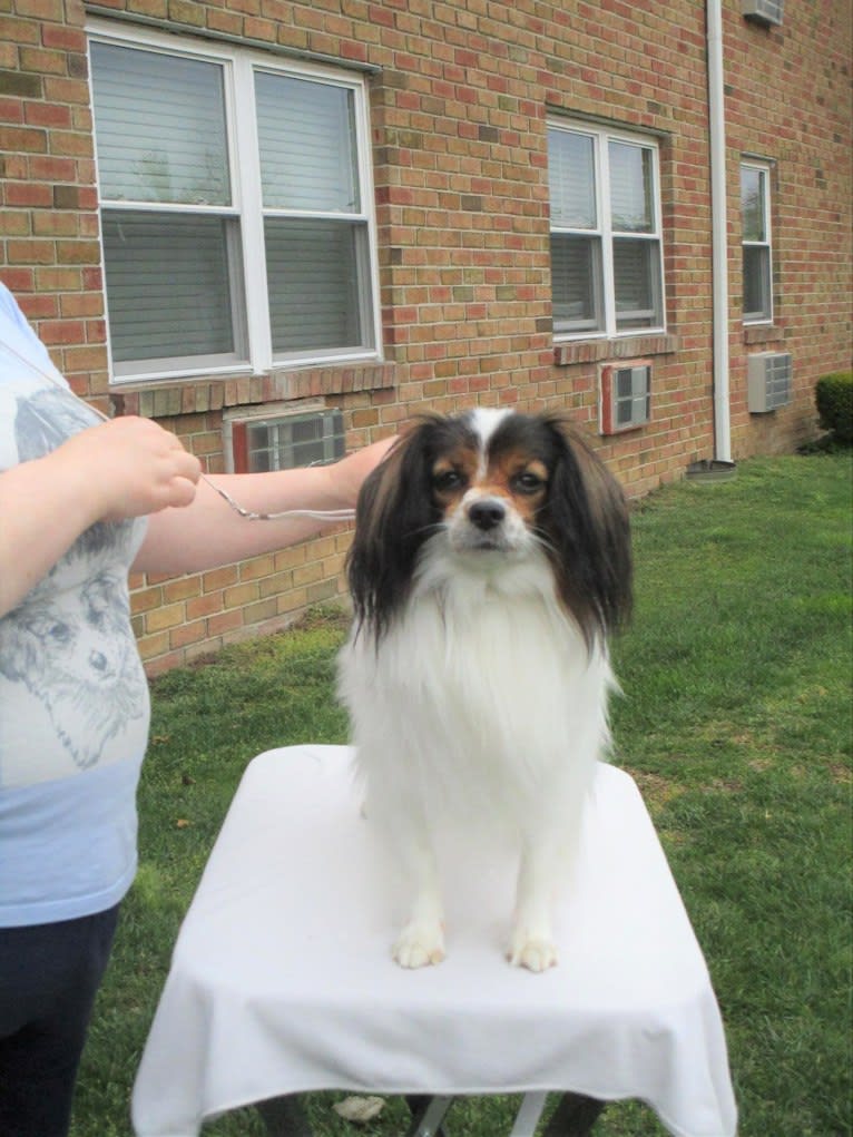 Le Papillon Ravissant Kristian, a Papillon tested with EmbarkVet.com