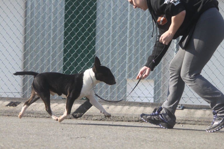 Bacon, a Miniature Bull Terrier tested with EmbarkVet.com