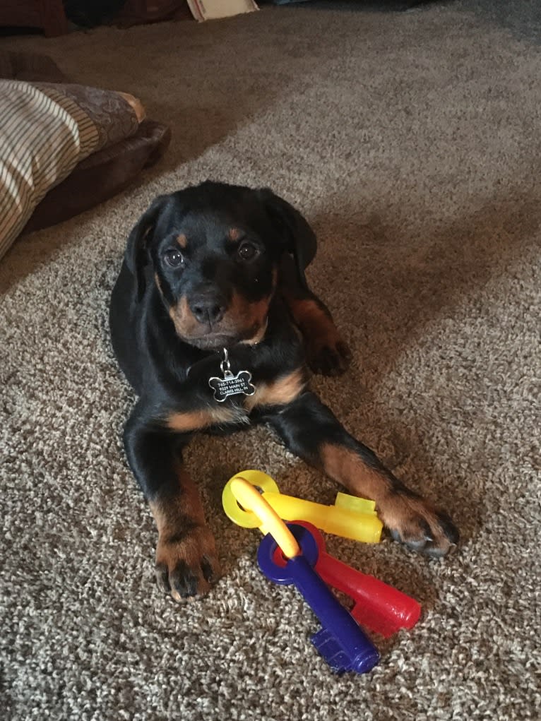 Emma Lou, a Rottweiler tested with EmbarkVet.com