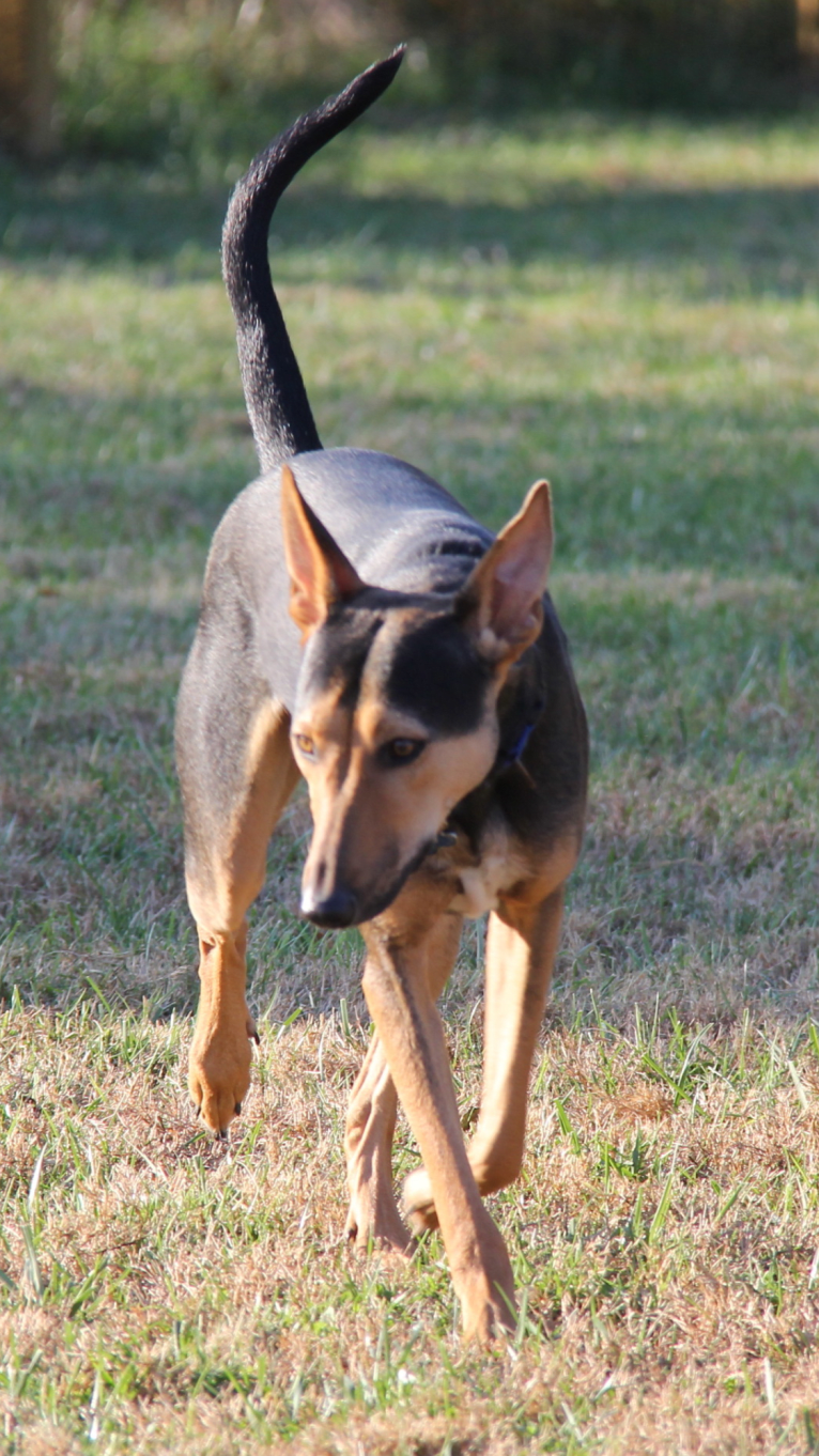 Kuno, a South Asian Village Dog tested with EmbarkVet.com