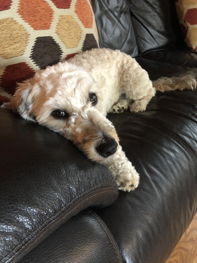 Chase, a Bichon Frise and Dachshund mix tested with EmbarkVet.com