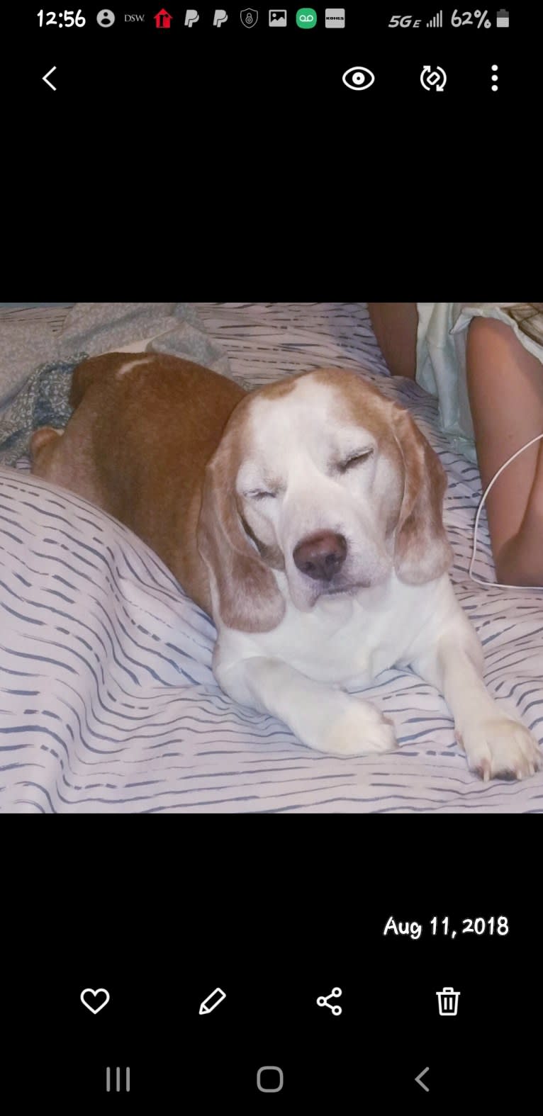 BB (Big Boy), a Beagle tested with EmbarkVet.com