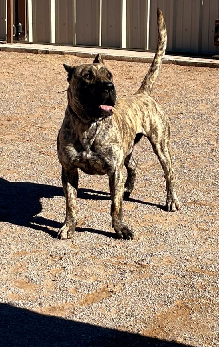 Ashrik, a Perro de Presa Canario tested with EmbarkVet.com