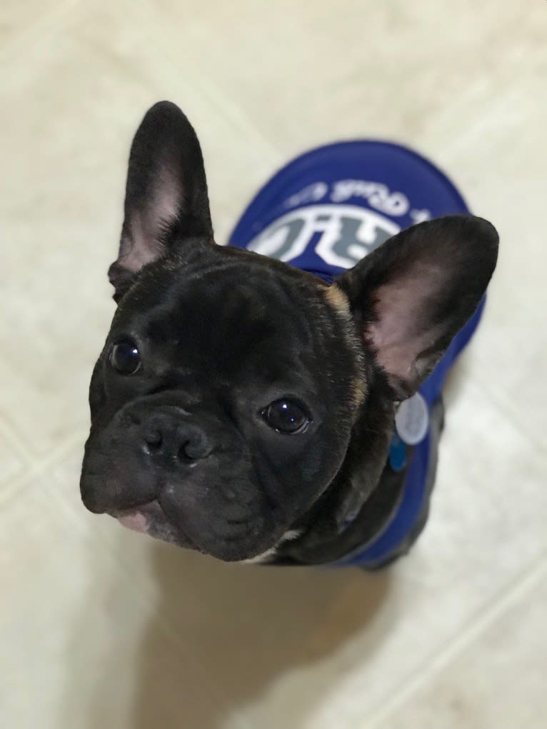 Louis, a French Bulldog tested with EmbarkVet.com