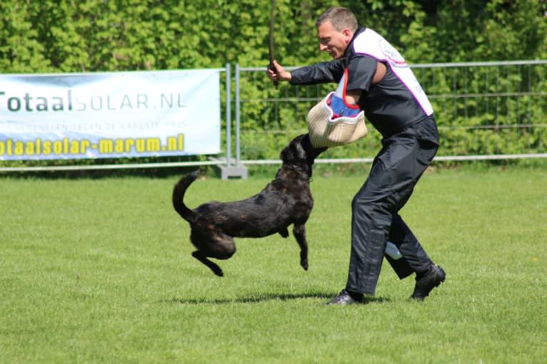 Nike des las Flores, a Dutch Shepherd tested with EmbarkVet.com