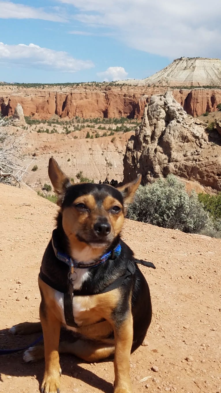 Milo, a Yorkshire Terrier and Australian Shepherd mix tested with EmbarkVet.com