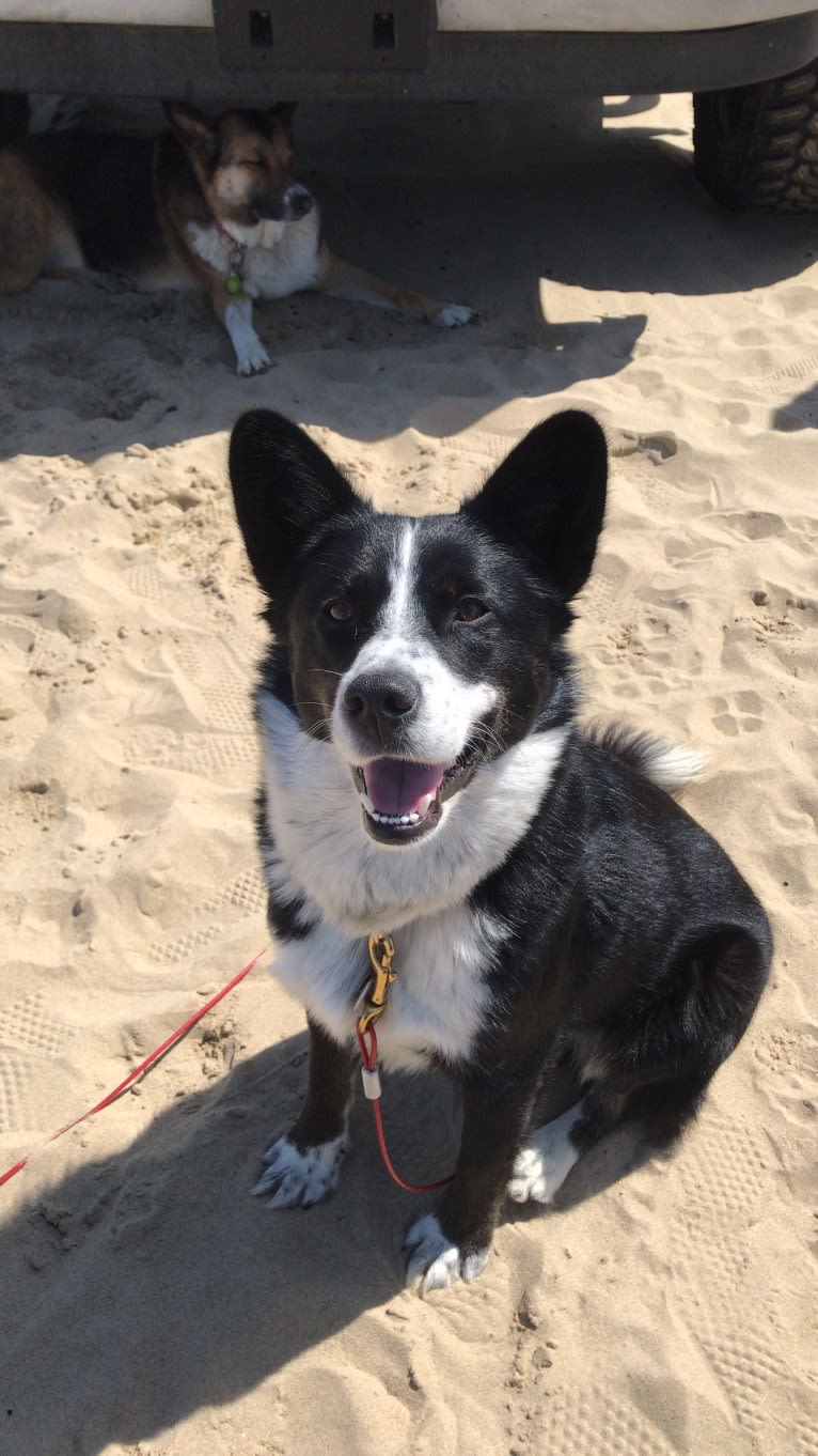 Ryder, a Siberian Husky and Australian Cattle Dog mix tested with EmbarkVet.com