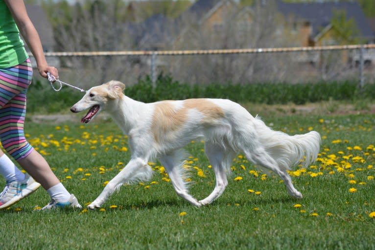 Abbey, a Silken Windhound tested with EmbarkVet.com