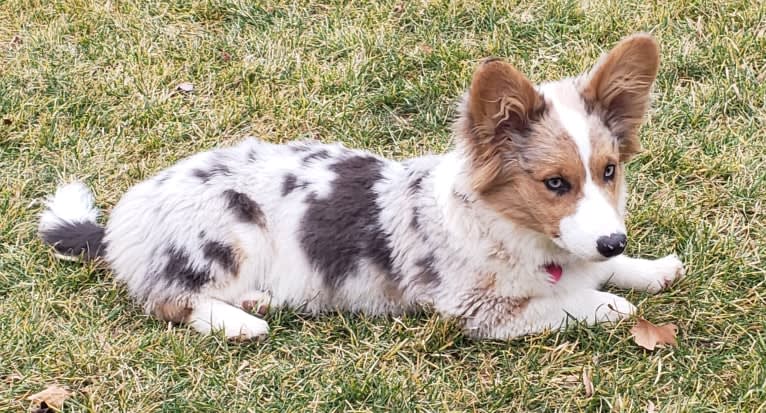 Lexi, a Pembroke Welsh Corgi and Cardigan Welsh Corgi mix tested with EmbarkVet.com