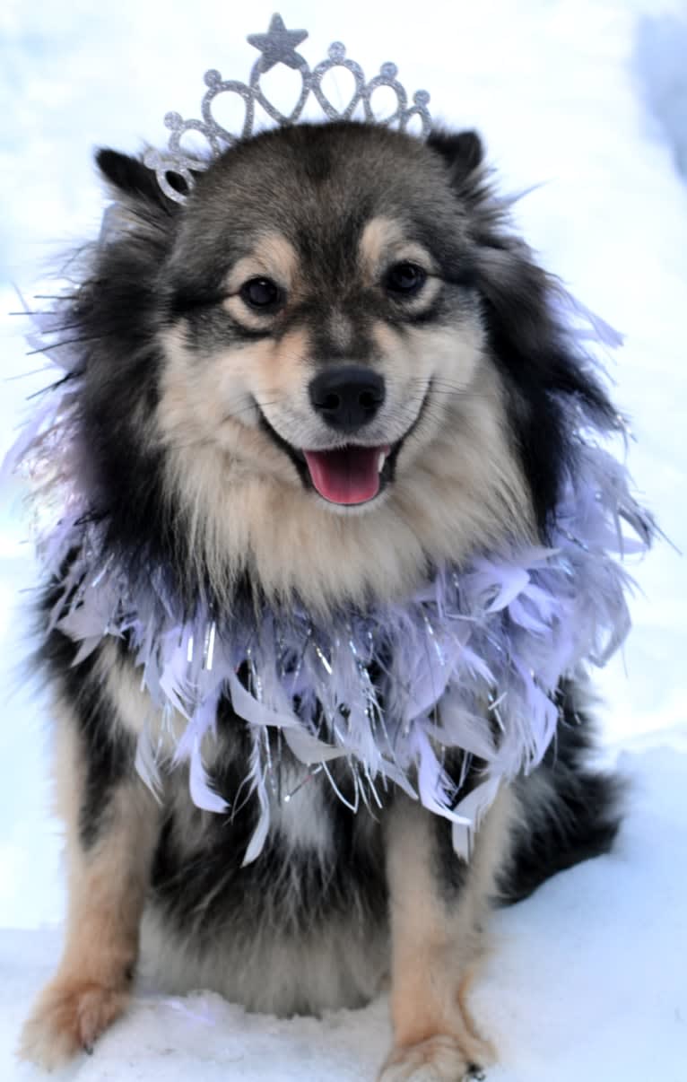 Lila, a Finnish Lapphund tested with EmbarkVet.com