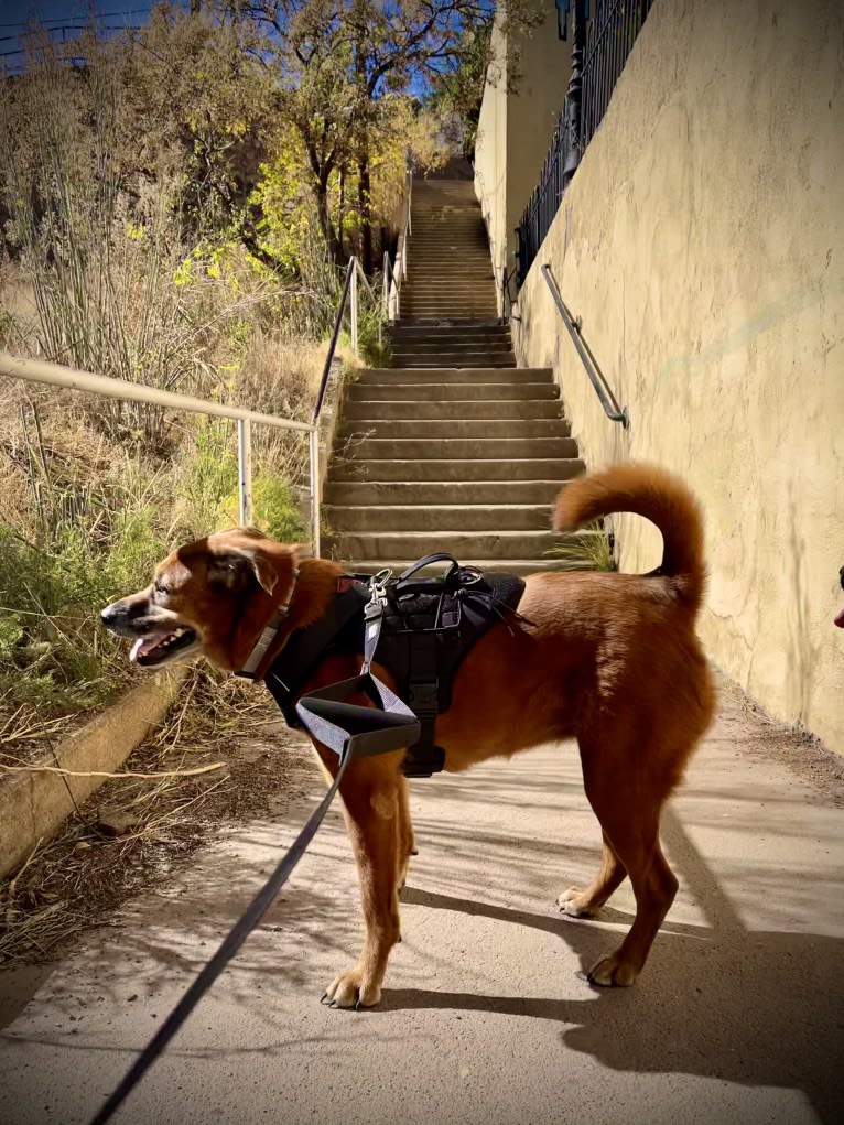 Piper, a Rottweiler and Chow Chow mix tested with EmbarkVet.com